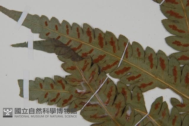 日本狗脊蕨藏品圖，第4張