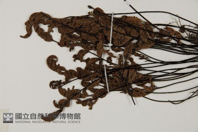 旱蕨藏品圖，第4張