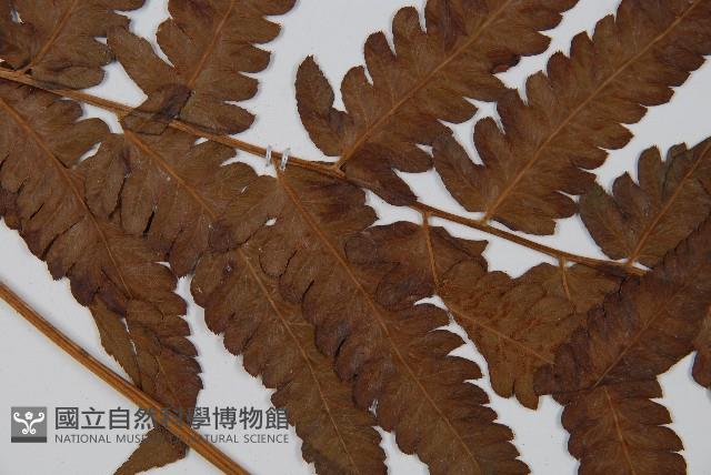 菜蕨藏品圖，第4張