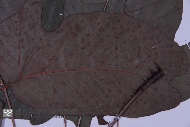 南投三叉蕨藏品圖，第4張