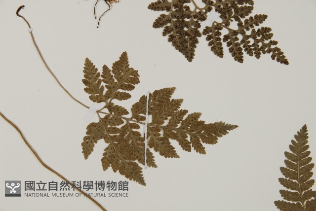 腫足蕨藏品圖，第4張