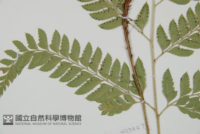 斜方複葉耳蕨藏品圖，第3張