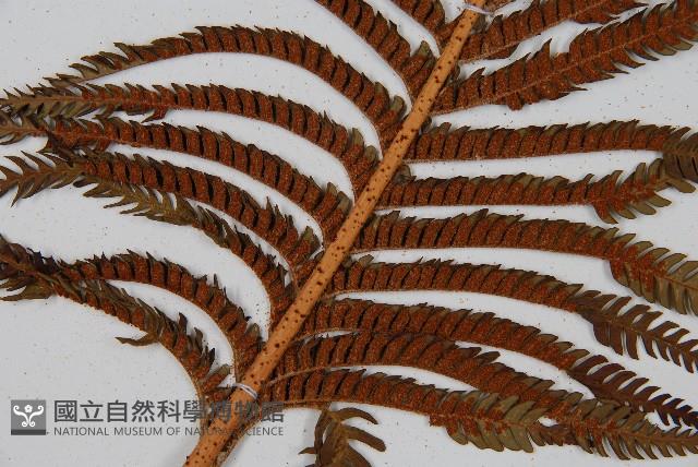 筆筒樹藏品圖，第3張