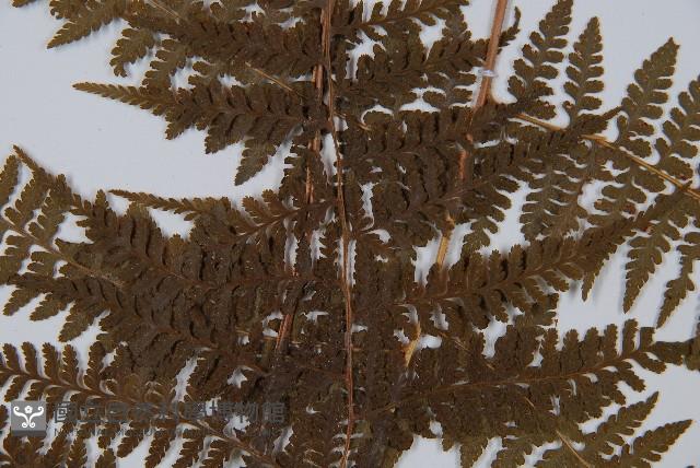 姬蕨藏品圖，第4張