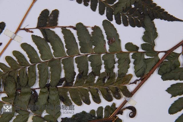 團羽鱗蓋蕨藏品圖，第4張