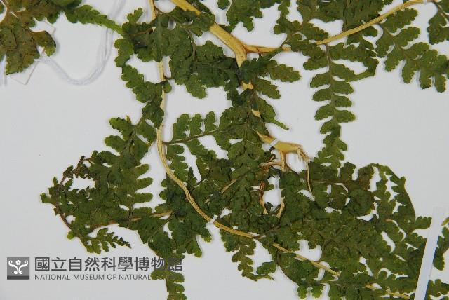 碗蕨藏品圖，第4張