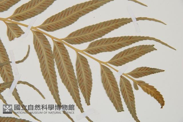 蘭嶼鐵角蕨藏品圖，第4張