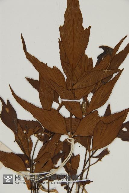 鐮葉鐵角蕨藏品圖，第4張
