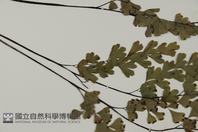 鐵線蕨藏品圖，第4張