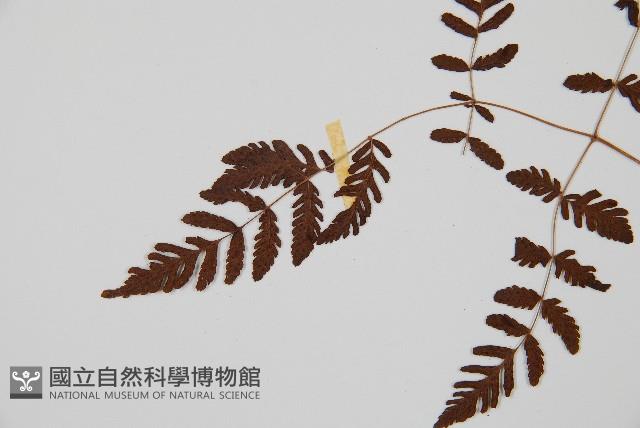 細裂羽節蕨藏品圖，第4張