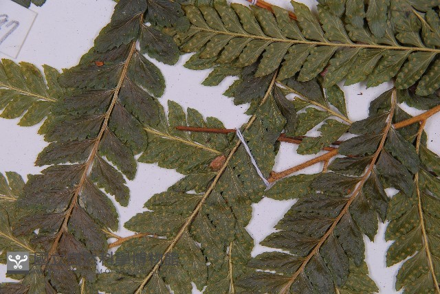 毛囊鱗蓋蕨藏品圖，第4張