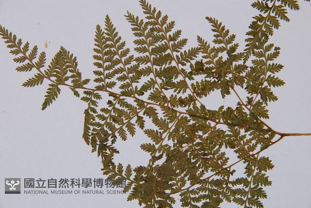 高山冷蕨藏品圖，第4張