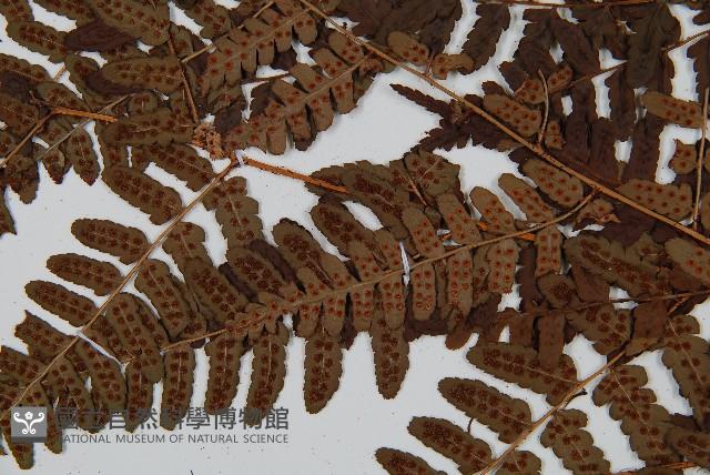 闊鱗鱗毛蕨藏品圖，第4張