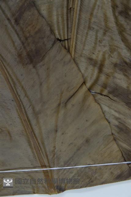 臺灣山蘇花藏品圖，第2張