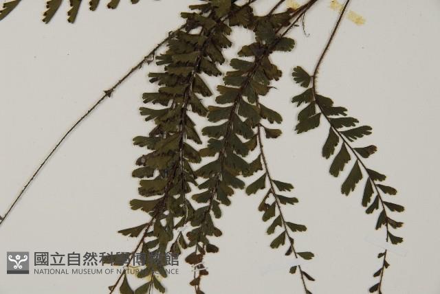 鞭葉鐵線蕨藏品圖，第4張