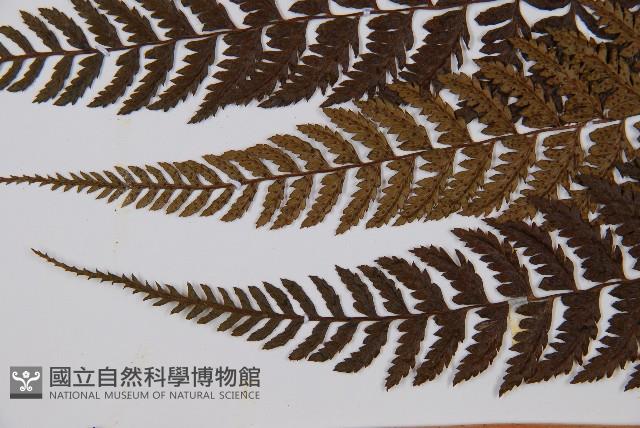 細裂蹄蓋蕨藏品圖，第4張