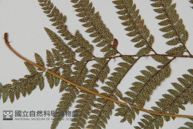 細葉複葉耳蕨藏品圖，第4張