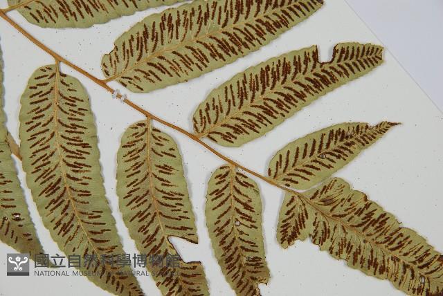 馬鞍山雙蓋蕨藏品圖，第4張