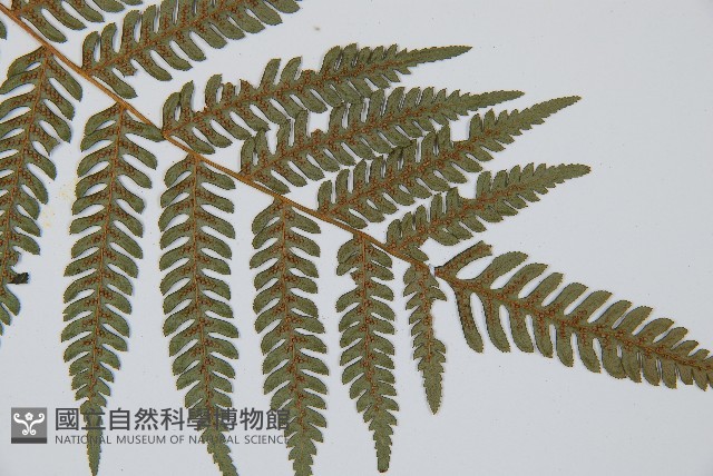 臺灣桫欏藏品圖，第4張