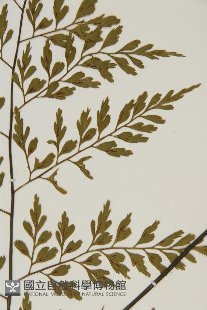 大黑柄鐵角蕨、黃鱗鐵角蕨、大羽鐵角蕨藏品圖，第4張