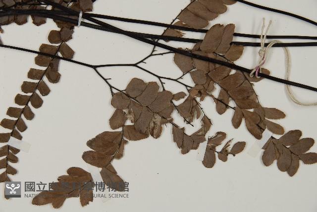 扇葉鐵線蕨藏品圖，第3張