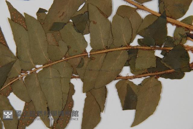 貫眾蕨藏品圖，第4張