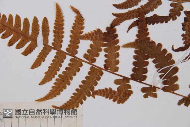 假蹄蓋蕨藏品圖，第4張
