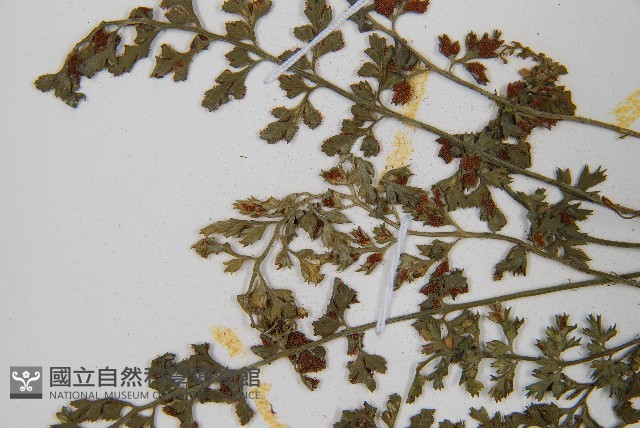 小葉鐵角蕨藏品圖，第4張