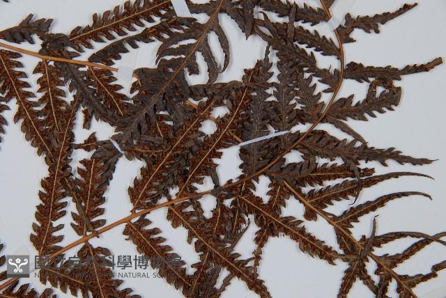 金狗毛蕨藏品圖，第4張