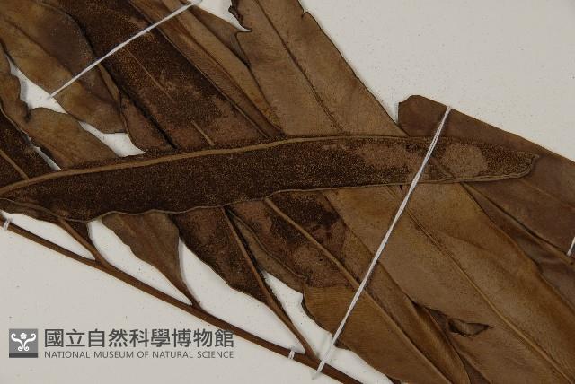 鹵蕨藏品圖，第4張