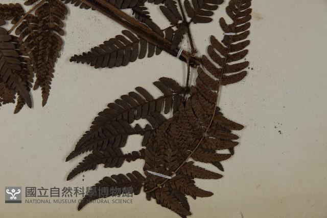 落鱗鱗毛蕨藏品圖，第4張