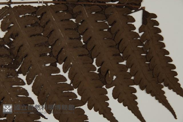 無苞蕨藏品圖，第4張