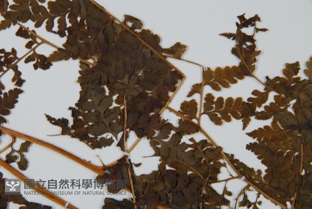 華南鱗蓋蕨藏品圖，第4張