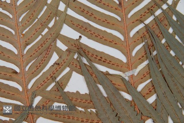 東方狗脊蕨藏品圖，第4張