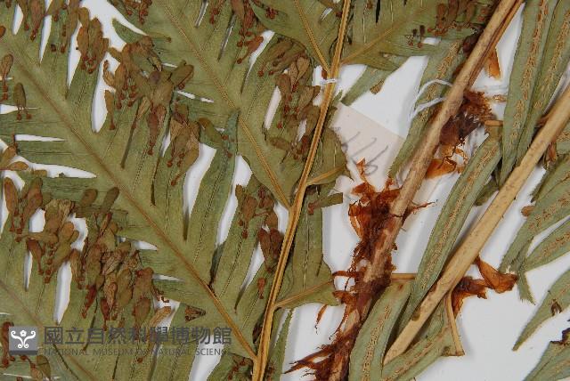 東方狗脊蕨藏品圖，第4張