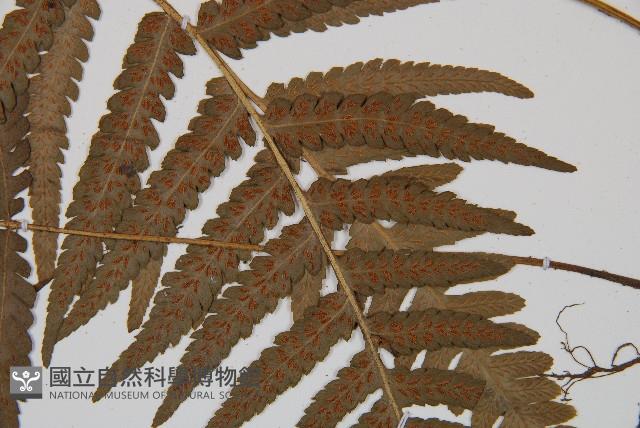 登錄號:P011394藏品圖，第4張