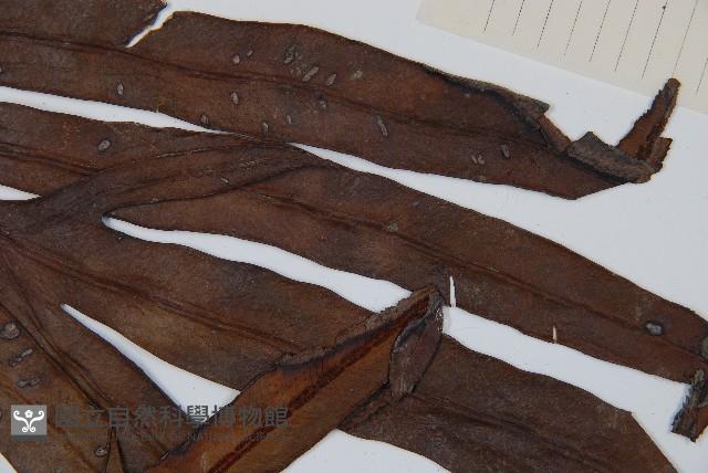 崇澍蕨藏品圖，第4張