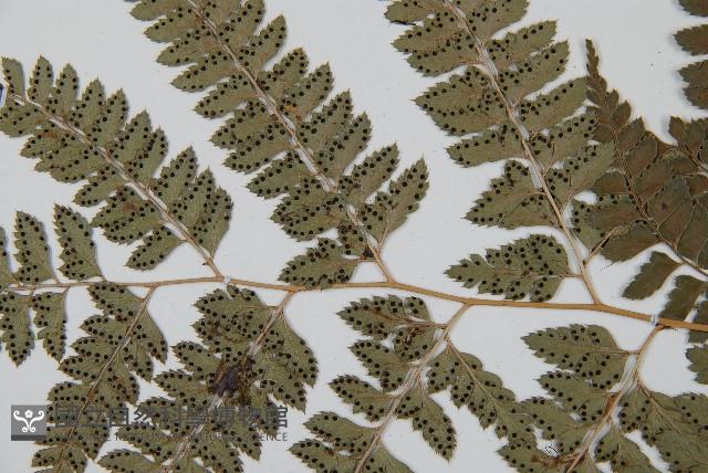 斜方複葉耳蕨藏品圖，第4張