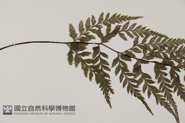 粉葉蕨藏品圖，第4張
