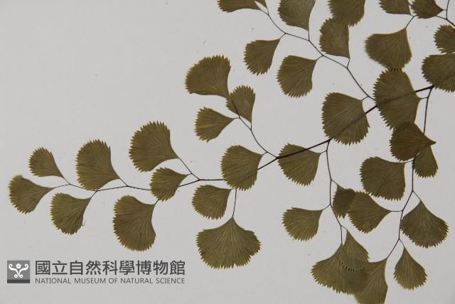 長蓋鐵線蕨藏品圖，第4張