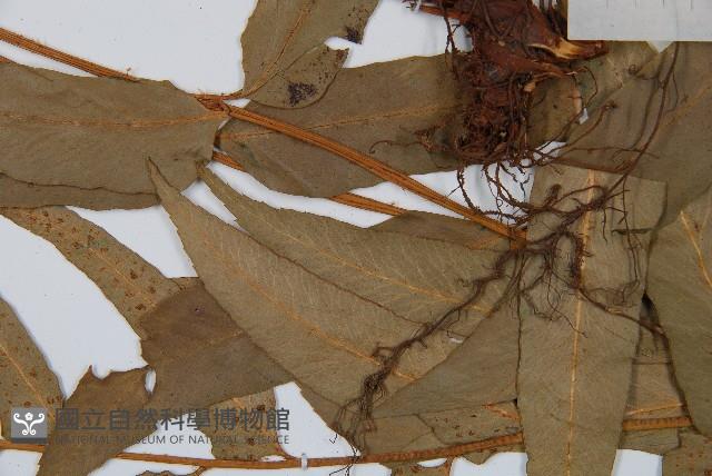 狹葉貫眾蕨藏品圖，第4張