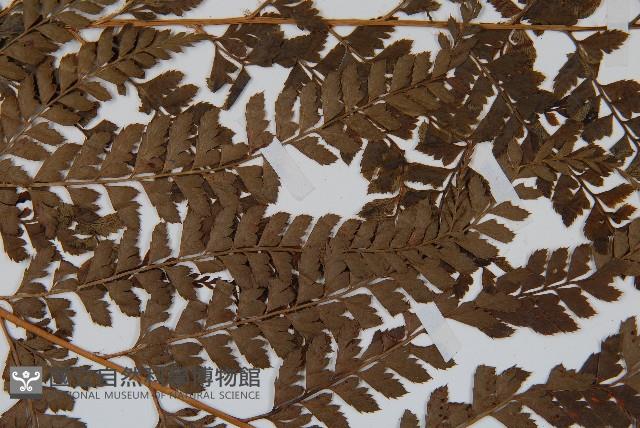 斜方複葉耳蕨藏品圖，第4張