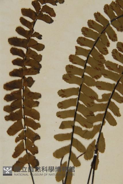 生芽鐵角蕨藏品圖，第4張