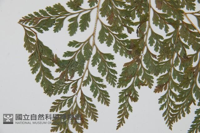 海州骨碎補藏品圖，第4張