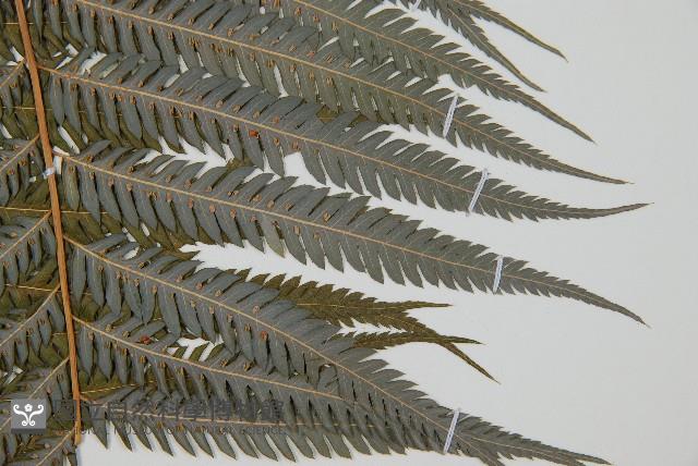 臺灣金狗毛蕨藏品圖，第3張
