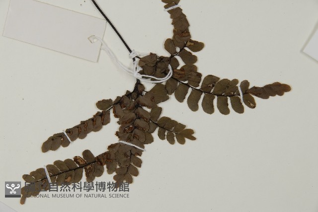扇葉鐵線蕨藏品圖，第3張