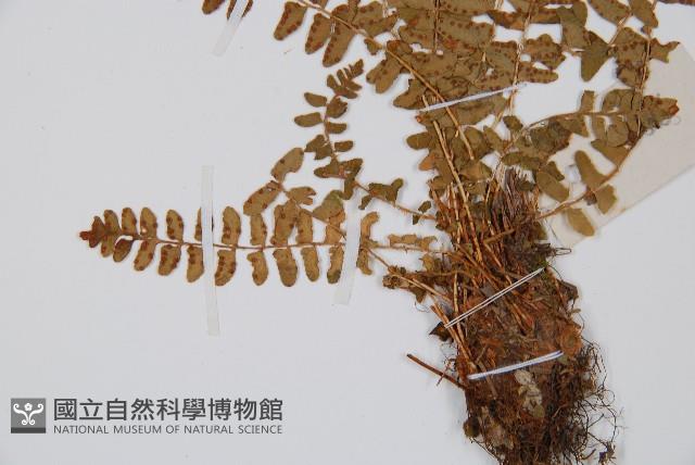 岩蕨藏品圖，第4張