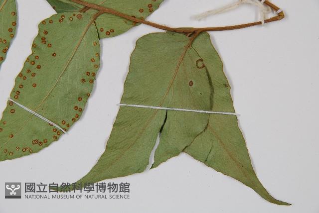 全緣貫眾蕨藏品圖，第3張