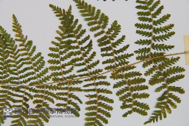 粗柄毛冷蕨藏品圖，第4張