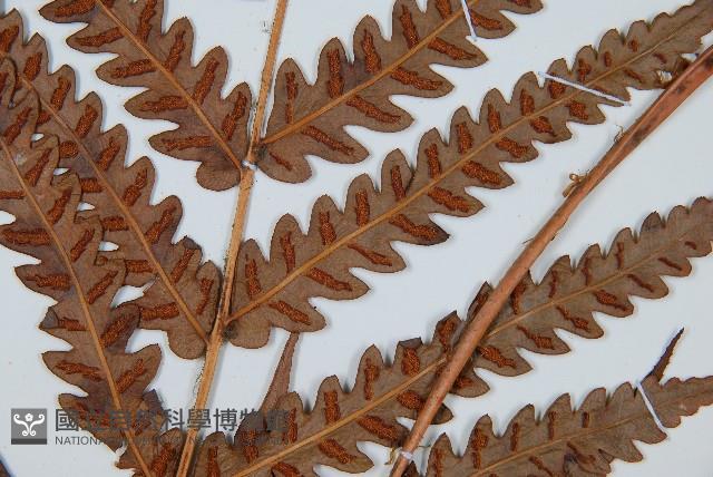 日本狗脊蕨藏品圖，第4張